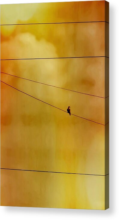 Perching Acrylic Print featuring the photograph Dove on a Wire - Gold by Judy Kennedy