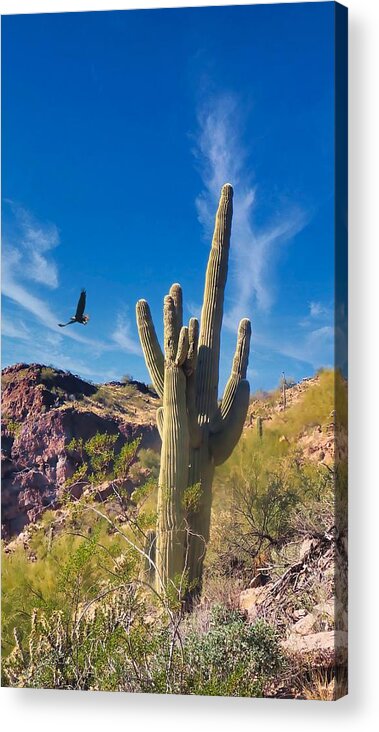 Waywardmuse Acrylic Print featuring the photograph Eagle in Salt River Canyon by Judy Kennedy