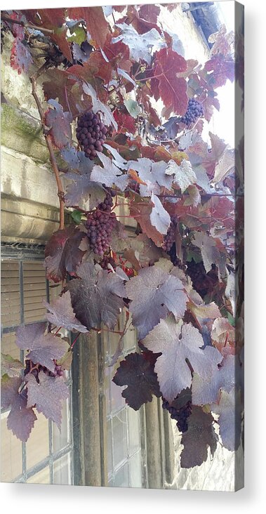 Grapes Acrylic Print featuring the photograph Grapevines in Castle Combe by Roxy Rich