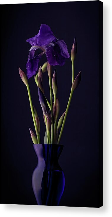 Purple Acrylic Print featuring the photograph Iris by Holly Ross