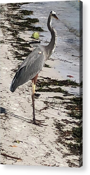 Bird Acrylic Print featuring the photograph Le Guardien by Medge Jaspan