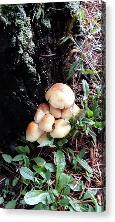 Mushroom Cluster Acrylic Print featuring the digital art Mushroom Cluster by Tom Janca