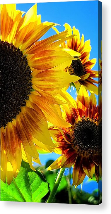 Sunflower Acrylic Print featuring the photograph Peek a Boo by Terry Ann Morris