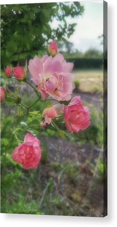 Pink Acrylic Print featuring the photograph Pink Rose and Spider by Elaine Berger