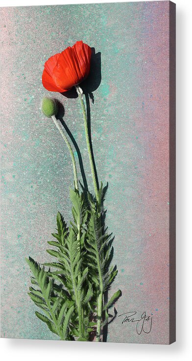 Poppy Acrylic Print featuring the photograph Poppy by Paul Gaj