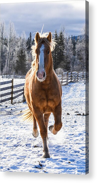 Winter Acrylic Print featuring the photograph Power Steed by Listen To Your Horse