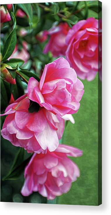Flowers Acrylic Print featuring the photograph Pretty in Pink by Cameron Wood