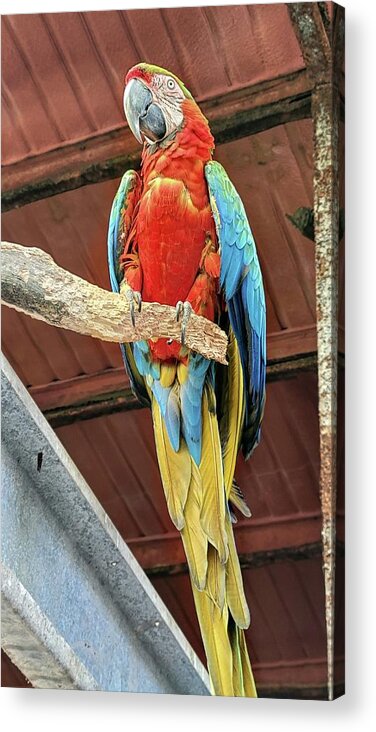 Parrot Acrylic Print featuring the photograph Pretty Parrot by Ally White