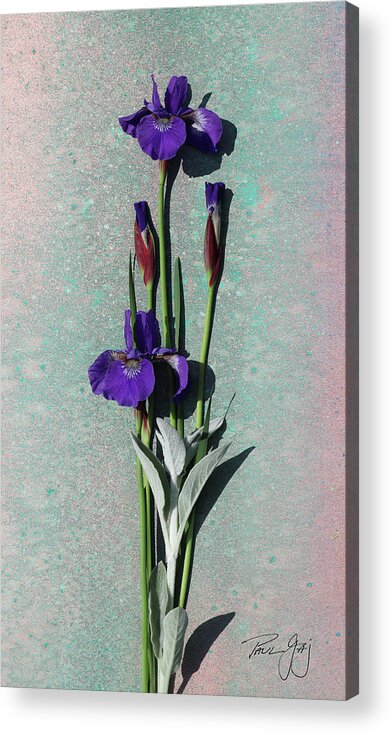 Iris Acrylic Print featuring the photograph Purple Iris by Paul Gaj