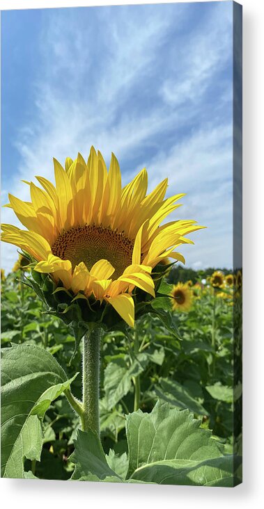 Sunflower Acrylic Print featuring the photograph Sunflower by Jill Laudenslager