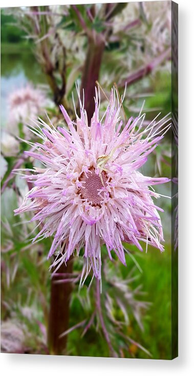 Secret Wildflower Acrylic Print featuring the photograph The Wildflower's Secret by Pamela Smale Williams