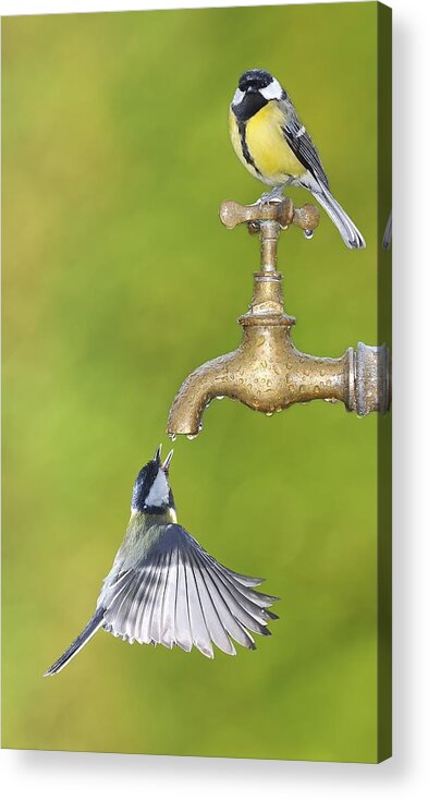 Animal Themes Acrylic Print featuring the photograph Thirsty birds by StockPhotoAstur