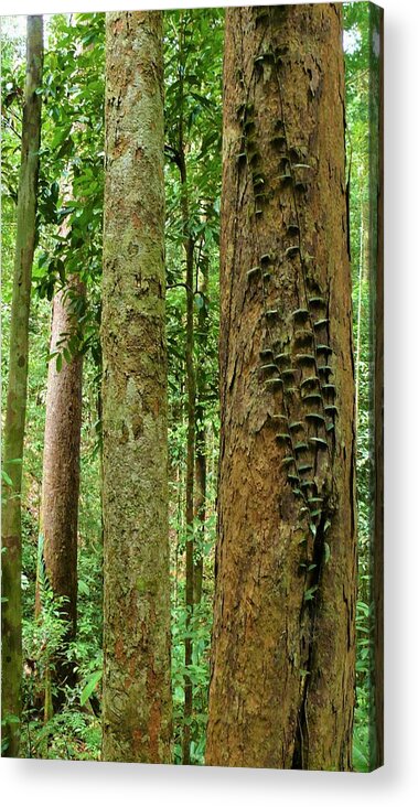 Tropical Forest Acrylic Print featuring the photograph Tropical Forest 1 by Robert Bociaga