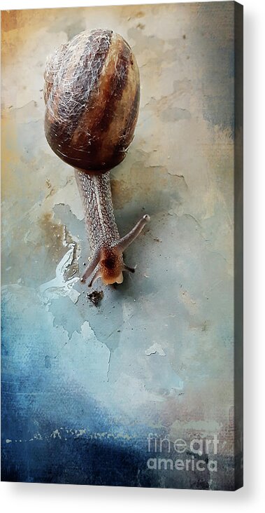 Snail Acrylic Print featuring the photograph Visitor 1 by Janie Johnson