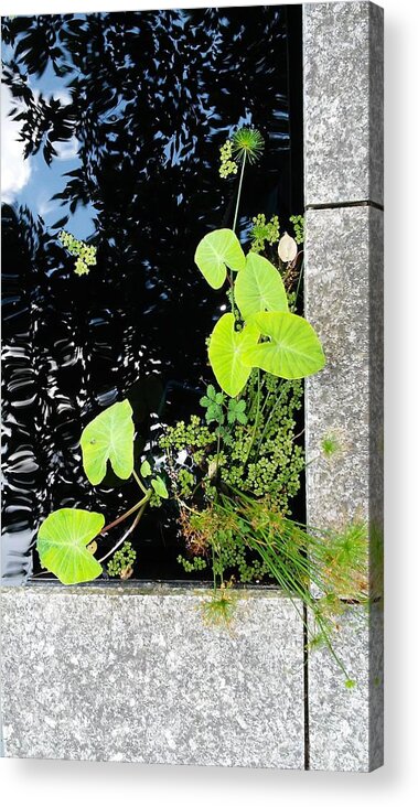  Acrylic Print featuring the photograph Water Ferns by John Parry