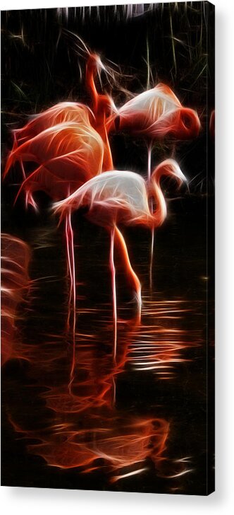 Fire Flamingos Acrylic Print featuring the photograph Fire Flamingos by Weston Westmoreland