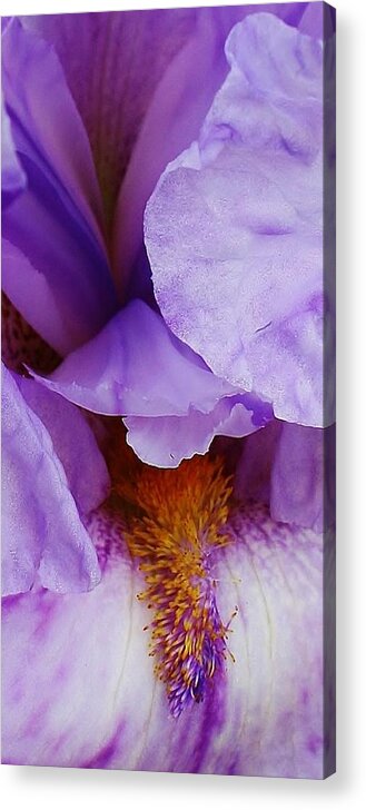 Flora Acrylic Print featuring the photograph Purple Iris Up Close by Bruce Bley