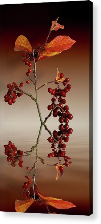 Leafs Acrylic Print featuring the photograph Autumn leafs and red berries #2 by David French