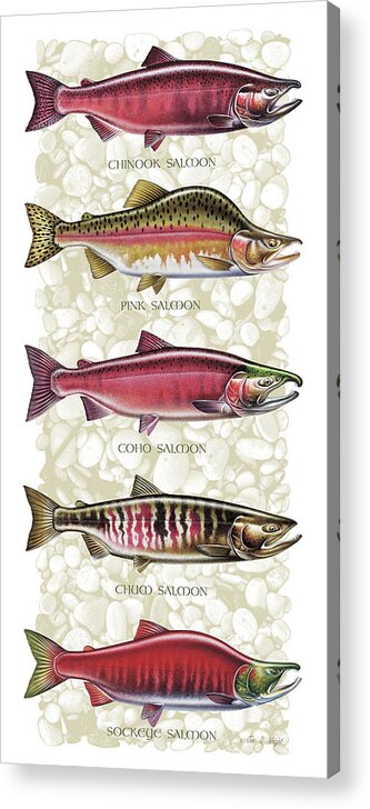 Jon Q Wright Acrylic Print featuring the painting Five Salmon Species by JQ Licensing