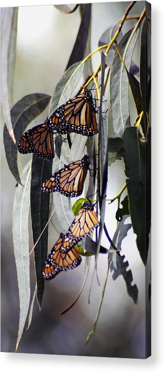 Butterflies Acrylic Print featuring the photograph Pismo Butterflies by Gary Brandes
