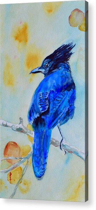 Jay Acrylic Print featuring the painting Steller's Jay On Aspen by Beverley Harper Tinsley