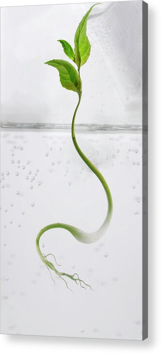 White Background Acrylic Print featuring the photograph Plant Growing In Glass Of Water by Opificio 42