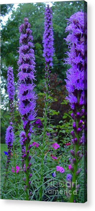 Purple Passion Acrylic Print featuring the digital art Purple Passion by Tammy Keyes