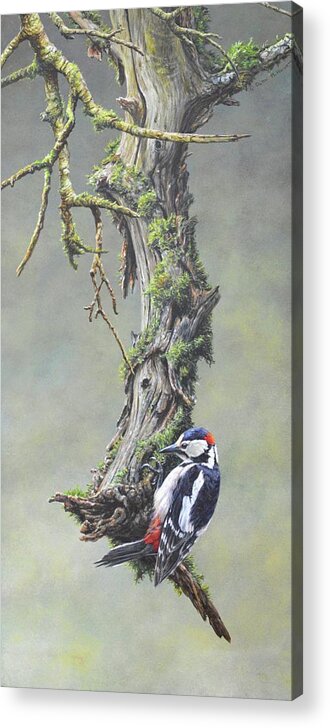 Woodpecker Acrylic Print featuring the painting Woodpecker on branch by Alan M Hunt