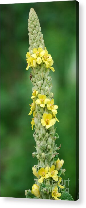 Mullein Acrylic Print featuring the photograph Mullein by Randy Bodkins