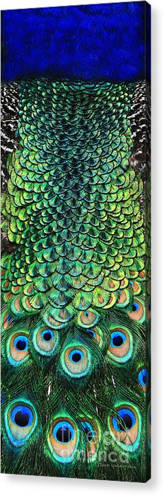 Peacock Acrylic Print featuring the photograph Peacock Pano by Clare VanderVeen