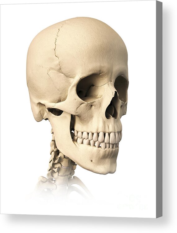 images Skeleton Neck Side View Drawing anatomy of human skull side view acrylic print