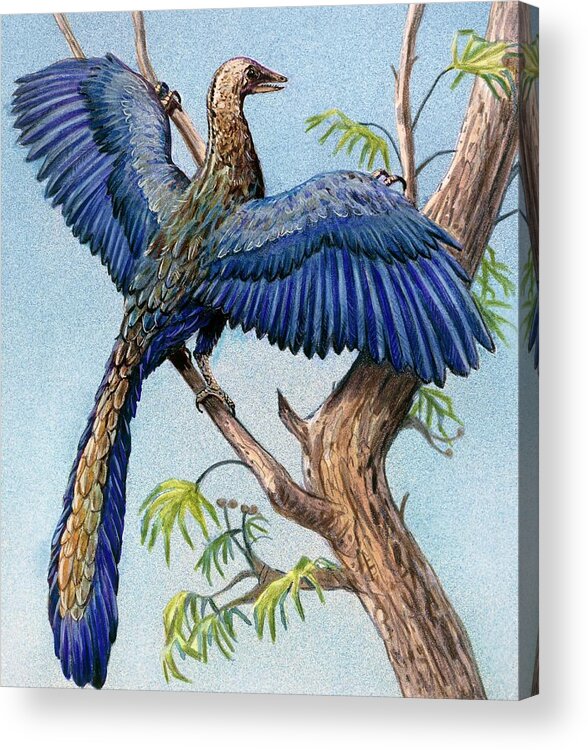 Archaeopteryx Acrylic Print featuring the photograph Archaeopteryx #1 by Michael Long/science Photo Library