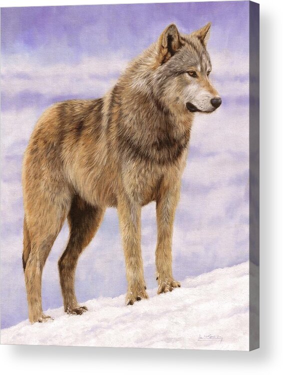 Wolf Acrylic Print featuring the painting Grey Wolf #3 by David Stribbling