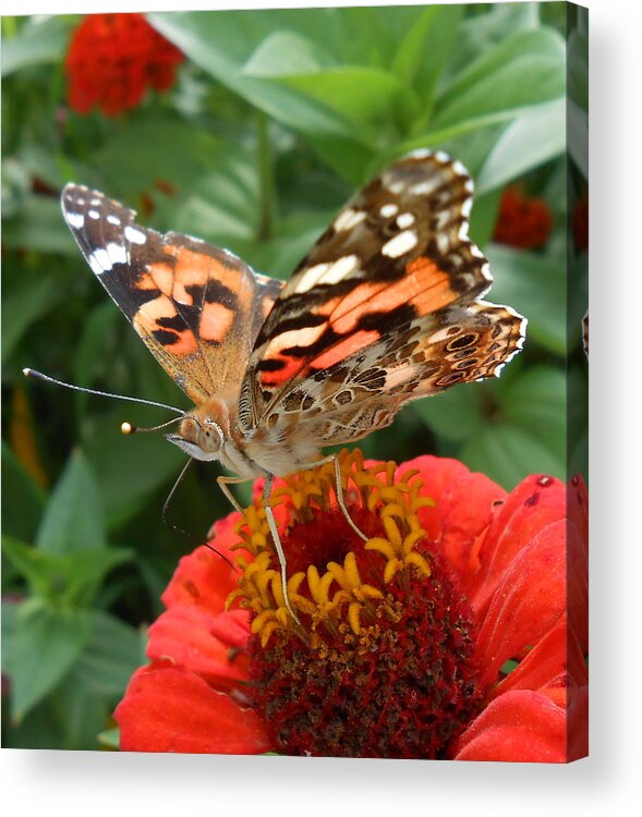 Butterfly Acrylic Print featuring the photograph Painted Lady Butterfly by Diannah Lynch
