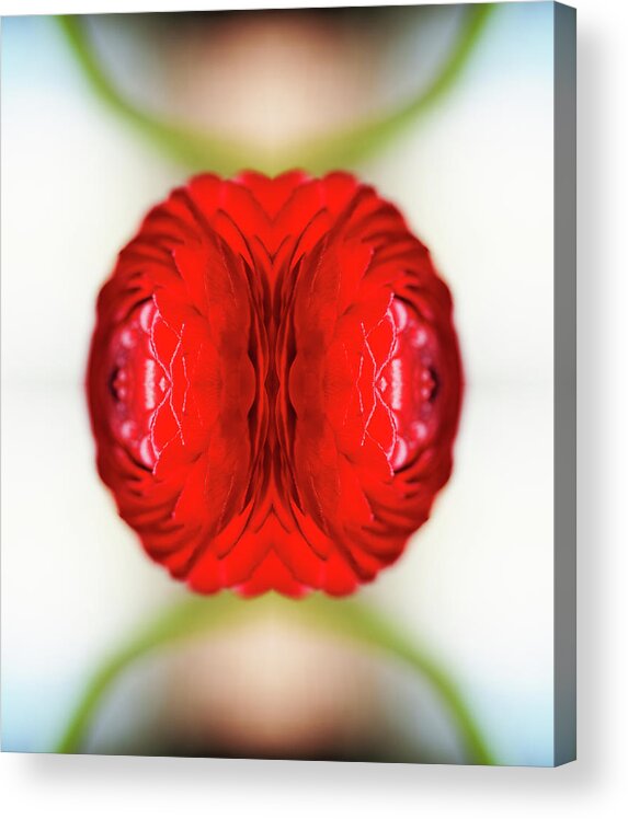 Tranquility Acrylic Print featuring the photograph Red Ranunculus #1 by Silvia Otte