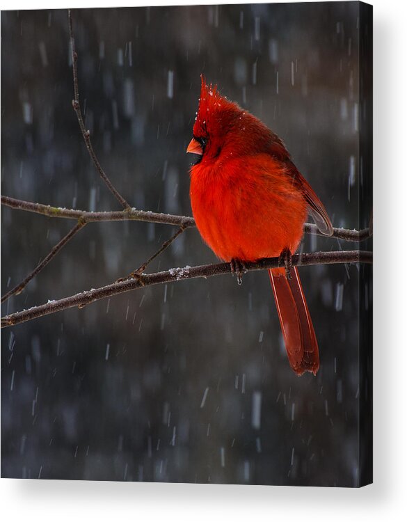 Northern Cardinal Framed Prints Acrylic Print featuring the photograph Scarlet Knight by John Harding