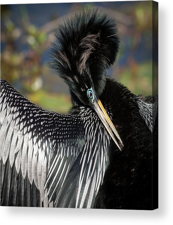 Animal Acrylic Print featuring the photograph USA, Florida, Everglades National Park #1 by Jaynes Gallery