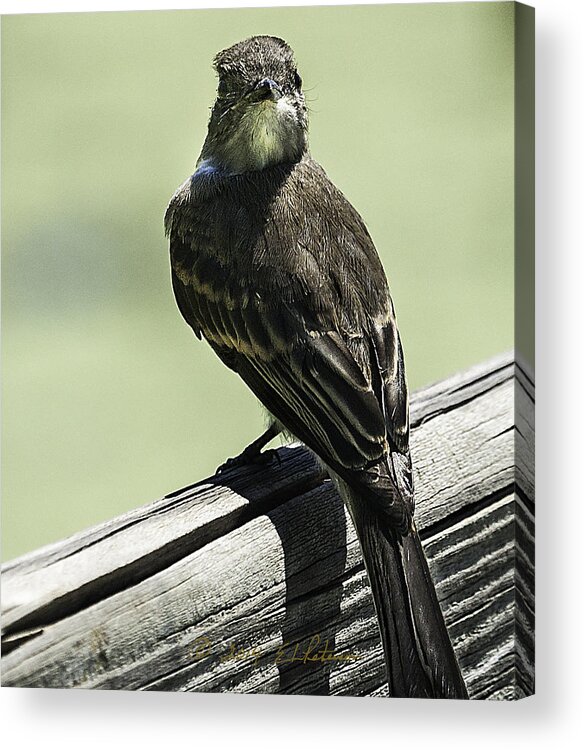 Heron Heaven Acrylic Print featuring the photograph You Looking At Me #1 by Ed Peterson