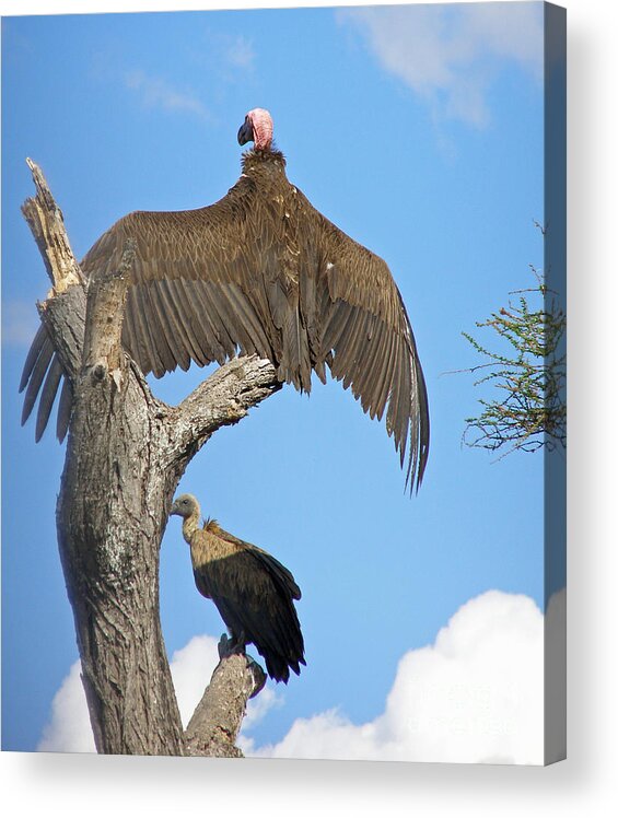 Birds Acrylic Print featuring the photograph African Vultures #2 by Louise Peardon