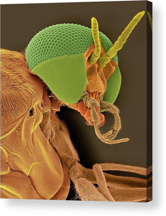 26518d Acrylic Print featuring the photograph Black Fly Adult Female Head #2 by Dennis Kunkel Microscopy/science Photo Library