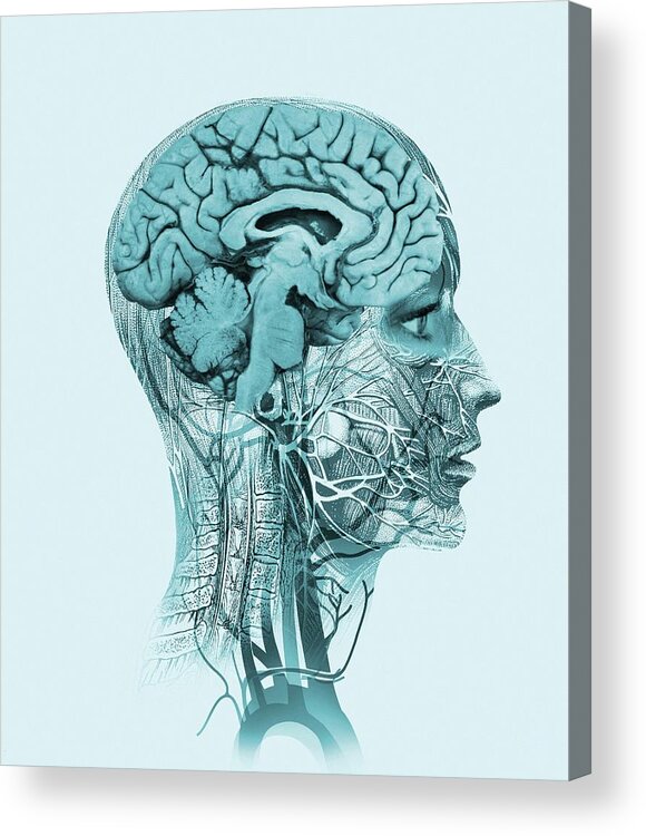 People Person Persons Acrylic Print featuring the photograph Brain Anatomy #2 by Mehau Kulyk/science Photo Library