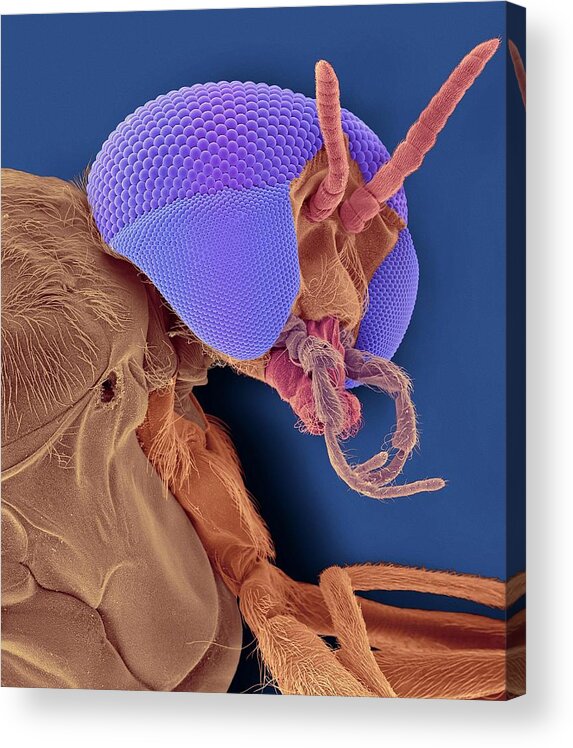 26518b Acrylic Print featuring the photograph Black Fly Adult Female Head #3 by Dennis Kunkel Microscopy/science Photo Library