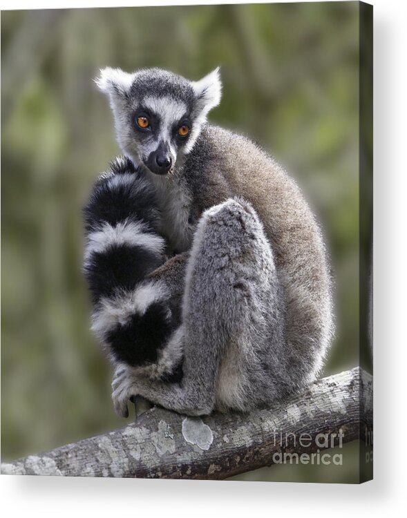 Ring-tailed Lemur Acrylic Print featuring the photograph Ring-tailed Lemur #1 by Liz Leyden