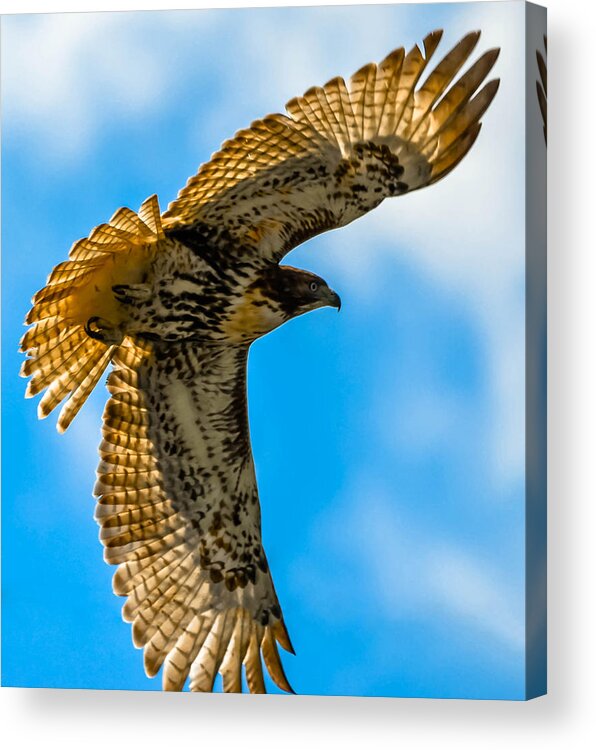  Acrylic Print featuring the photograph Red-Tailed Hawk #34 by Brian Stevens