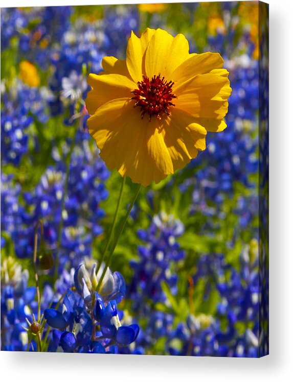 Wildflower Acrylic Print featuring the photograph Wildflowers #4 by John Babis