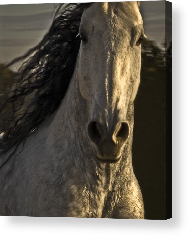 Andalusia Acrylic Print featuring the photograph Americano 3 by Catherine Sobredo