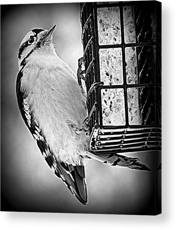 Woodpecker Acrylic Print featuring the photograph Balance by Kimberly Woyak