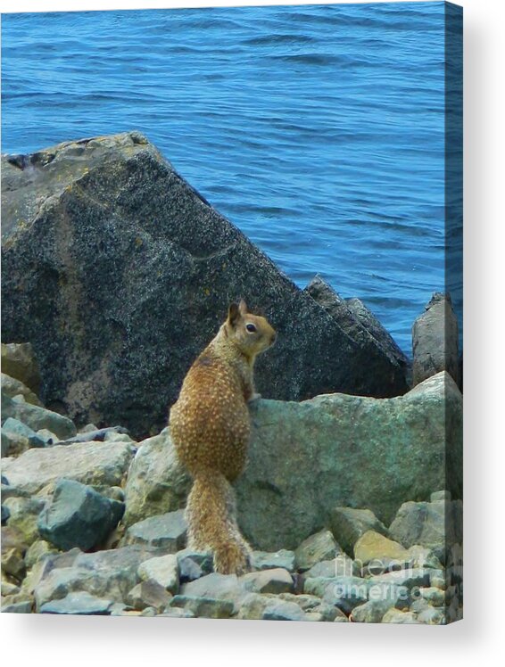 Bay Acrylic Print featuring the photograph Bay Squirrel 2 by Gallery Of Hope 