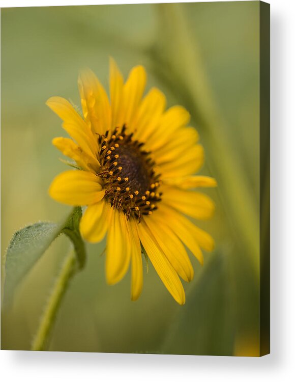 Sunflower Acrylic Print featuring the photograph Beautiful sunflower by Vishwanath Bhat