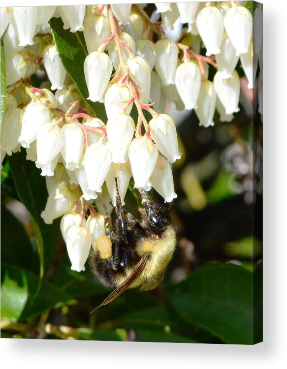 Andromeda Acrylic Print featuring the photograph Bee on Andromeda Acadia by Lena Hatch